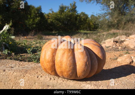 Ein großer Kürbis auf dem Boden des Feldes, im Hintergrund sind einige orange Bäumen Stockfoto