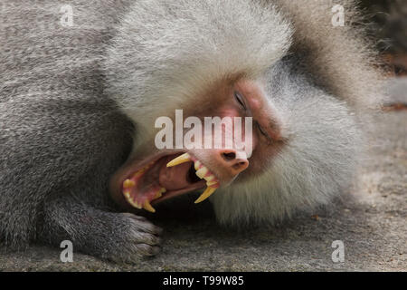 Hamadryas baboon (Papio hamadryas) am Tierpark Hellabrunn Zoo (Tierpark Hellabrunn) in München, Bayern, Deutschland. Stockfoto