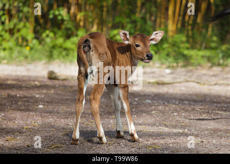 Neugeborene Javan banteng (Bos javanicus), auch bekannt als die Tembadau. Stockfoto