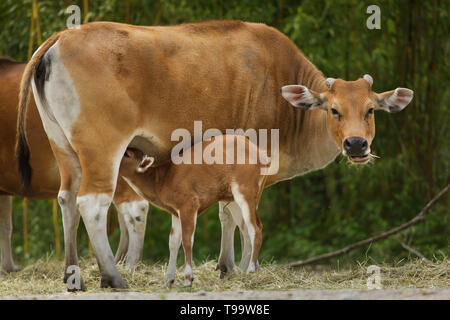 Javan banteng (Bos javanicus), das auch als Tembadau Fütterung ihrer neugeborenen Kalb in Hellabrunn Zoo (Tierpark Hellabrunn) in München, Bayern, Deutschland bekannt. Stockfoto