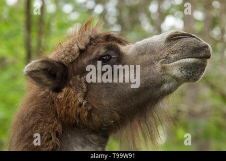 Baktrischen Kamel (Camelus bactrianus). Domestizierte Tier. Stockfoto