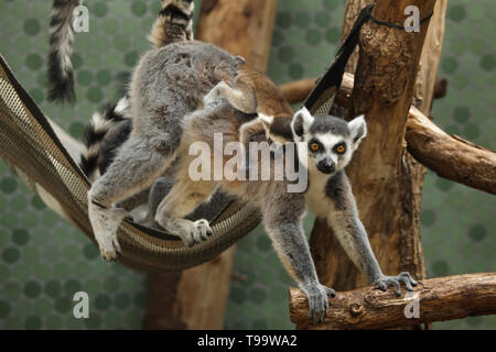 Ring-tailed Lemur (Lemur catta) mit ihren neugeborenen Babys in der Rückseite in Hellabrunn Zoo (Tierpark Hellabrunn) in München, Bayern, Deutschland. Stockfoto