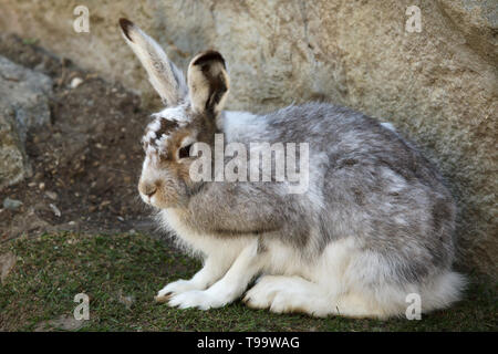 Schneehase (Lepus timidus), auch als der weiße Hase bekannt. Stockfoto