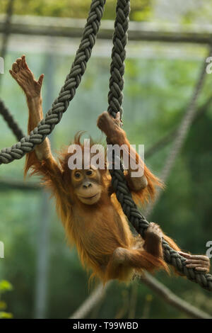 Neugeborene Sumatra Orang-Utans (Pongo abelii) spielen mit Seilen in Hellabrunn Zoo (Tierpark Hellabrunn) in München, Bayern, Deutschland. Stockfoto