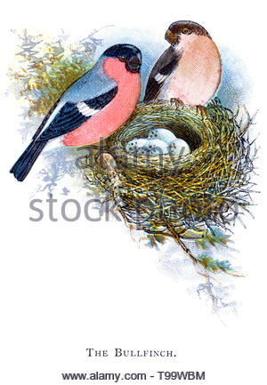 Eurasischen oder gemeinsamen Gimpel (Pyrrhula pyrrhula) männlichen und weiblichen am Nest mit Eiern, vintage Abbildung im Jahr 1898 veröffentlicht. Stockfoto