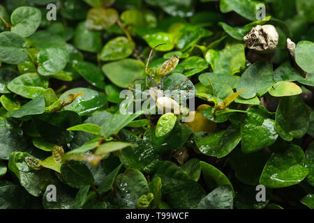 Madagassischen green lynx Spider (Peucetia madagascariensis). Wildlife Tier. Stockfoto