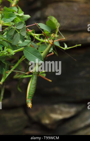 Heuschrecke (Periphetes forcipatus). Wildlife Tier. Stockfoto