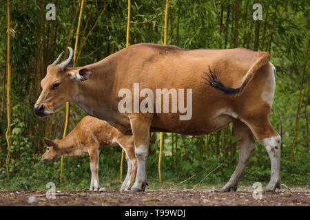 Javan banteng (Bos javanicus), das auch als Tembadau mit ihren neugeborenen Kalb bekannt. Stockfoto