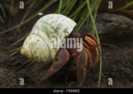 Karibik Einsiedlerkrebs (coenobita Clypeatus), der auch als Soldat crab bekannt. Stockfoto