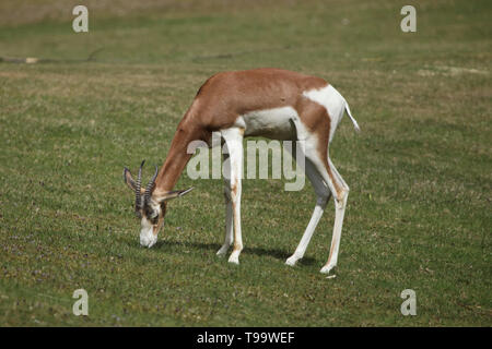 (Nanger Mhorr gazelle Dama mhorr), auch als das dama Gazelle bekannt. Stockfoto