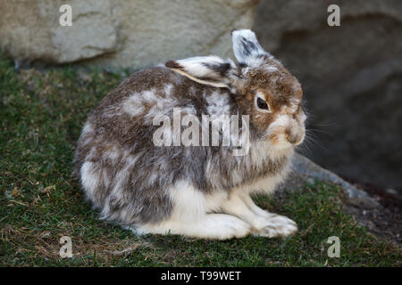 Schneehase (Lepus timidus), auch als der weiße Hase bekannt. Stockfoto