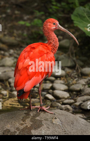 Scarlet ibis (Eudocimus ruber). Wildlife Vogel. Stockfoto