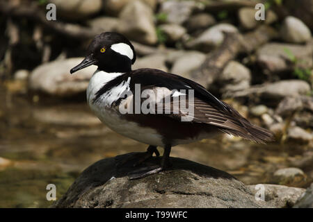 Hooded merganser (Lophodytes cucullatus). Wildlife Vogel. Stockfoto