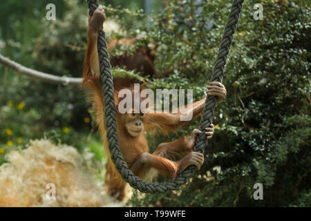 Neugeborene Sumatra Orang-Utans (Pongo abelii) spielen mit Seilen in Hellabrunn Zoo (Tierpark Hellabrunn) in München, Bayern, Deutschland. Stockfoto