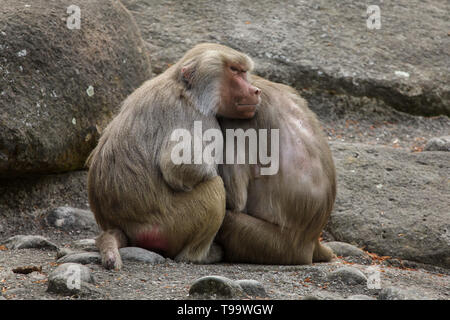 Hamadryas Pavian (Papio Hamadryas). Tierwelt Tier. Stockfoto