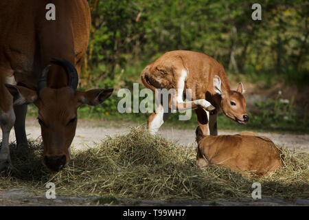 Neugeborene Javan banteng (Bos javanicus), auch bekannt als die Tembadau. Stockfoto