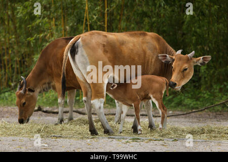 Javan banteng (Bos javanicus), das auch als Tembadau Fütterung ihrer neugeborenen Kalb in Hellabrunn Zoo (Tierpark Hellabrunn) in München, Bayern, Deutschland bekannt. Stockfoto