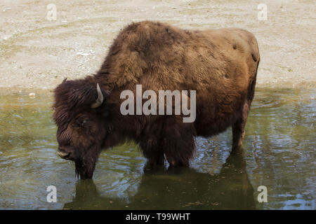 Holz Bisons (Bison Bison Athabascae), auch bekannt als der Berg-Bison. Stockfoto