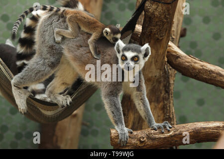 Ring-tailed Lemur (Lemur catta) mit ihren neugeborenen Babys in der Rückseite in Hellabrunn Zoo (Tierpark Hellabrunn) in München, Bayern, Deutschland. Stockfoto