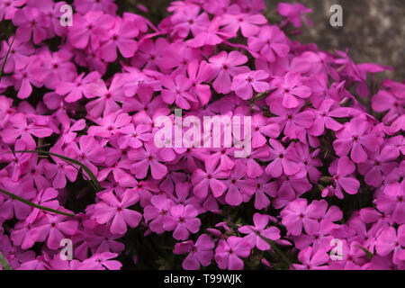 Kriechenden Phlox (Phlox subulata), auch bekannt als das Moos Phlox. Stockfoto