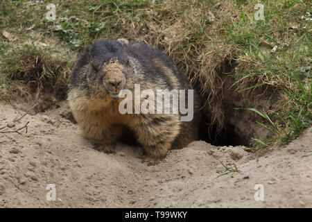 Alpine Murmeltier (Marmota marmota). Wildlife Tier. Stockfoto