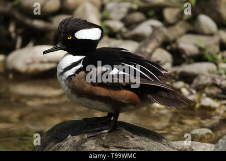 Hooded merganser (Lophodytes cucullatus). Wildlife Vogel. Stockfoto