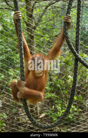 Neugeborene Sumatra Orang-Utans (Pongo abelii) spielen mit Seilen in Hellabrunn Zoo (Tierpark Hellabrunn) in München, Bayern, Deutschland. Stockfoto