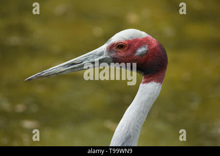 Indische sarus Crane (Antigone antigone Antigone). Wildlife Vogel. Stockfoto