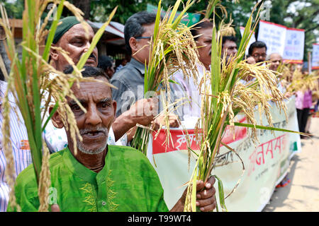 Dhaka, Bangladesch - Mai 16, 2019: Bangladeschischen Bauern und Sozialaktivist halten paddy Korn, wie sie in einem Protest anspruchsvolle Einkäufe gemacht werden dir sammeln Stockfoto