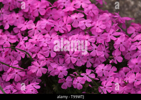 Kriechenden Phlox (Phlox subulata), auch bekannt als das Moos Phlox. Stockfoto