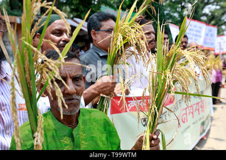 Dhaka, Bangladesch - Mai 16, 2019: Bangladeschischen Bauern und Sozialaktivist halten paddy Korn, wie sie in einem Protest anspruchsvolle Einkäufe gemacht werden dir sammeln Stockfoto