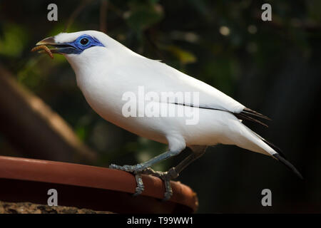 Bali myna (Leucopsar victoriae), auch als Rothschilds mynah bekannt. Stockfoto