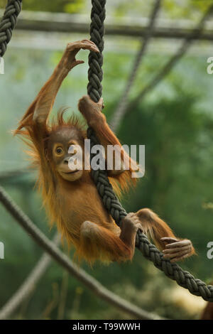Neugeborene Sumatra Orang-Utans (Pongo abelii) spielen mit Seilen in Hellabrunn Zoo (Tierpark Hellabrunn) in München, Bayern, Deutschland. Stockfoto