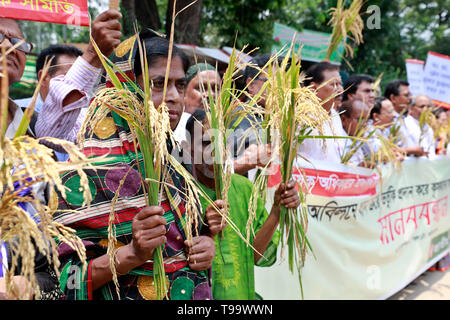 Dhaka, Bangladesch - Mai 16, 2019: Bangladeschischen Bauern und Sozialaktivist halten paddy Korn, wie sie in einem Protest anspruchsvolle Einkäufe gemacht werden dir sammeln Stockfoto