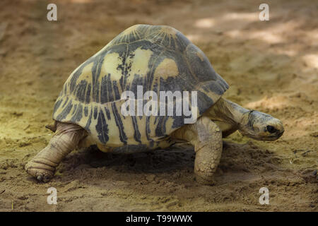 Ausgestorbene Schildkröte (Astrochelys Radiata). Tierwelt Tier. Stockfoto