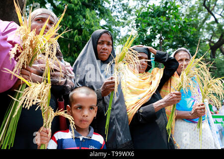 Dhaka, Bangladesch - Mai 16, 2019: Bangladeschischen Bauern und Sozialaktivist halten paddy Korn, wie sie in einem Protest anspruchsvolle Einkäufe gemacht werden dir sammeln Stockfoto