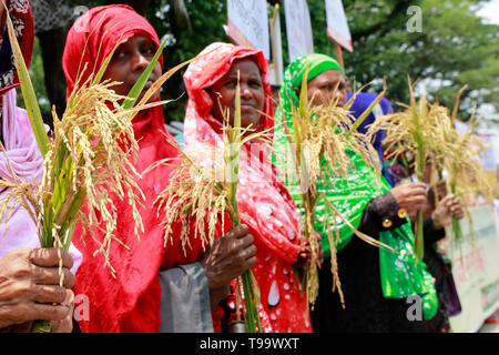 Dhaka, Bangladesch - Mai 16, 2019: Bangladeschischen Bauern und Sozialaktivist halten paddy Korn, wie sie in einem Protest anspruchsvolle Einkäufe gemacht werden dir sammeln Stockfoto