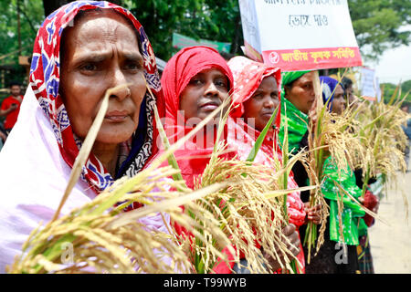 Dhaka, Bangladesch - Mai 16, 2019: Bangladeschischen Bauern und Sozialaktivist halten paddy Korn, wie sie in einem Protest anspruchsvolle Einkäufe gemacht werden dir sammeln Stockfoto