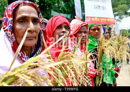 Dhaka, Bangladesch - Mai 16, 2019: Bangladeschischen Bauern und Sozialaktivist halten paddy Korn, wie sie in einem Protest anspruchsvolle Einkäufe gemacht werden dir sammeln Stockfoto