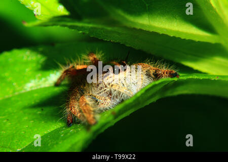 Ein Makro Bild der springenden Spinne (Der, Hyllus diardi weiblich) mit guten schärfen und detaillierte, Haare, Augen, und sehr klar. Es ist versteckt unter Stockfoto