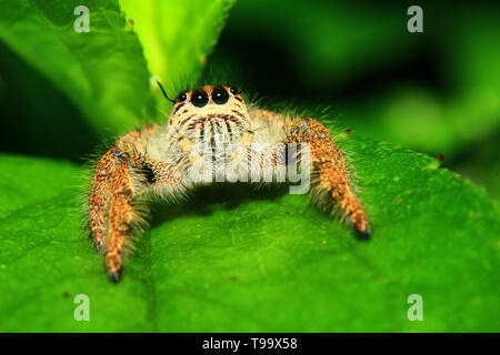 Ein Makro Bild der springenden Spinne (Der, Hyllus diardi weiblich) mit guten schärfen und detaillierte, Haare, Augen, und sehr klar. Sie steht auf t Stockfoto