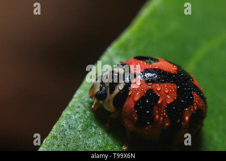 Nahaufnahme von einer netten Dame Käfer Käfer krabbeln und ruhen auf einem nassen Grün Blatt voller Tau vom Regen am Tag der Kälte, die ihren natürlichen Lebensraum. Stockfoto