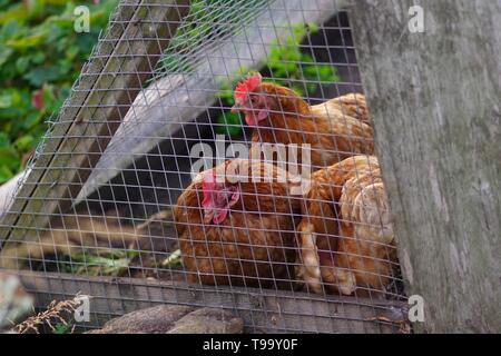 Drei Rhode-Island rote Hühner in einem Coop in einem Garten auf der Rückseite. Crail, Fife, Schottland, Großbritannien. Stockfoto