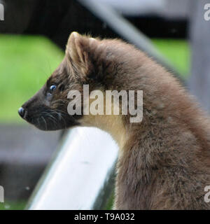 Ein Marder Besuch einer Cottage Garden in Letterfearn, Schottland Stockfoto