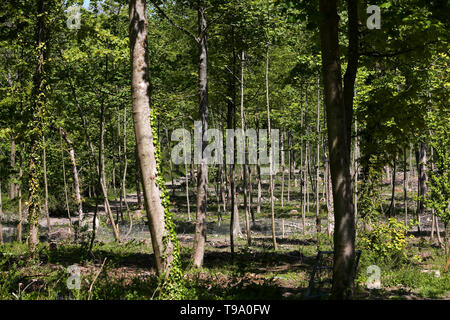 Die Ergebnisse für Wälder in West Sussex, die von Ash Dieback Krankheit erlitten hat und Asche Bäume zerstört, UK. Stockfoto