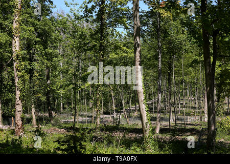 Die Ergebnisse für Wälder in West Sussex, die von Ash Dieback Krankheit erlitten hat und Asche Bäume zerstört, UK. Stockfoto