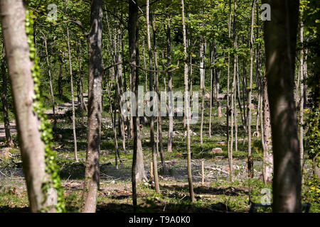 Die Ergebnisse für Wälder in West Sussex, die von Ash Dieback Krankheit erlitten hat und Asche Bäume zerstört, UK. Stockfoto