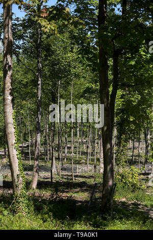 Die Ergebnisse für Wälder in West Sussex, die von Ash Dieback Krankheit erlitten hat und Asche Bäume zerstört, UK. Stockfoto