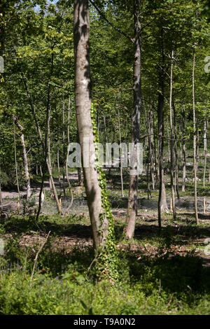 Die Ergebnisse für Wälder in West Sussex, die von Ash Dieback Krankheit erlitten hat und Asche Bäume zerstört, UK. Stockfoto