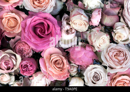 Hintergrund der rosafarbenen und weißen Rosen Stockfoto